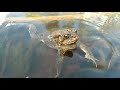 American toad calling sounds