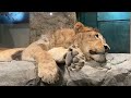 若きライオン王子パーチェのひとり時間（円山動物園）