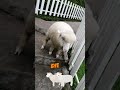 I was attacked by hungry sheeps at The Sheep Santuary, Cameron Highlands, Pahang, Malaysia