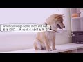 Shiba Inu puppy | Very funny reaction to the vaccination