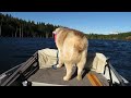 Pretty dog and new boat