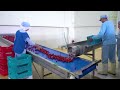 Bananas Mega Factory: Processing Millions of Bananas Using Modern Technology