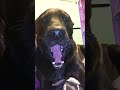 Compilation of My Dog Yawning Numerous Times