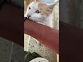 Loud purring cat (Turn volume up)