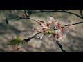 清水公園の桜(BMPCC 4K + Davinci Resolveでカラーグレーディング)