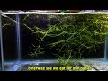 Guppy Fish Giving Birth | A Guppy Having Babies