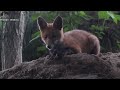 Zvedavé líšča  Curious young fox