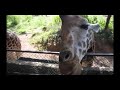 Feeding giraffes, Haller Park, Mombasa, Kenya