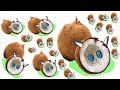 I am coconut! Animation