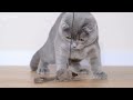 Cute Kittens Do Funny Things 😺 Funny Video Of Cute Cats With Great Relaxing Music