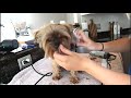 How to bathe a Yorkie