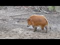 Red river hog wants to go to the stable