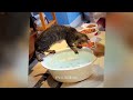 CLASSIC Dog and Cat Videos 😸🐶🙀 1 HOURS of FUNNY Clips 🤣