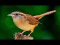 Carolina Wren Bird Song, Sound, Chirp - Cucarachero De Carolina Canto - Thryothorus Ludovicianus