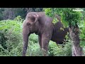 Bullet Wounded Elephant ඇගපුරාම වෙඩි තුවාල #edit #wildlife #foryou    Elephant soul