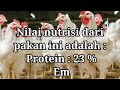 membuat pakan ayam nutrisi lengkap 💯 👍