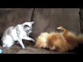 pomeranian and siamese playing