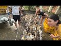 Amazing Duck Farm - Process of Producing Ducks For Eggs and Meat.