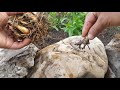 Como sembrar y reproducir bulbos de Nardos / Polianthes tuberosa /vara de San José /azucena / amole