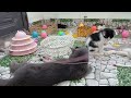 CLASSIC Dog and Cat Videos😹🐶1 HOURS of FUNNY Clips😻