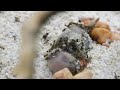 I Gave My Pet Ant Colony a Baby Mouse