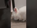 Cute Bunny 🐰 eating greens🥬