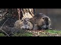 CANON EOS 90D 4K CINEMATIC Nutria the unloved