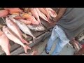 Big Fish Extravaganza: Incredible amount of Enormous Fish