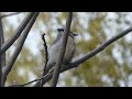 Blue Jay Moving Through Trees Video