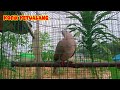 suara burung puter gacor pancingan burung puter lain ikut bunyi