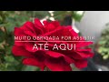 COMO FAZER SUAS ROSEIRAS EXPLODIREM DE TANTO FLORIR + DICAS