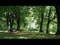 Forest Birds chirping nature sound | 3 hours of Real Time nature Calming Ambience