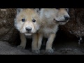 Up Close and Personal with Young Wolves | Snow Wolf Family And Me | BBC Earth
