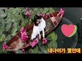 # 내나이가  몇인데#💜세리나cover# (원곡 정수라)