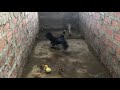 Amazing !!! Mother Chicken protects the Chicks from King Cobra