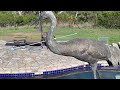 Sandhill Crane by the pool