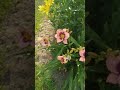 Лилейник розово-бордовый/Daylily розово-бордо/Daylily pink-burgundy  11.07.2024