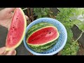 You can eat watermelon all year round if you know this unique method of growing watermelon at home