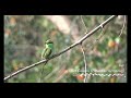 Asian green bee-eater II |  সবুজ বাঁশপাতি| Nature Clicks