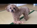 トリミングで超かわいくなった犬❤️