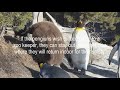 2018 Penguin Walk - Calgary Zoo