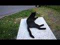 black cat don't care :)