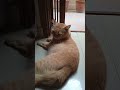 Leo or pudding series ,#,cat# cute #, like #or subceraib kare