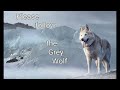 How Grey Wolf came to be, the story of the two wolves and a reflection on the World today