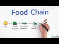 Grade 4 Science: How Do Food Chains Work