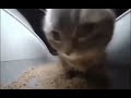 Chipi Chipi Chapa Chapa Cat MEME [ FOR EDIT ]