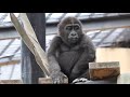【Kyoto】Gorilla⭐️ Kintaro threw a poop at his father, who hates getting dirty.