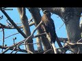 Discover the Unique Sounds of the Black Kite