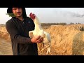 Beautiful Roosters Show / Aseel Murga  / murga ka sound / Rooster Sound Effect / Unique Pets World