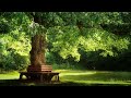 Beautiful Relaxing Music for Stress Relief